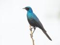 Burchell's Starling.jpg